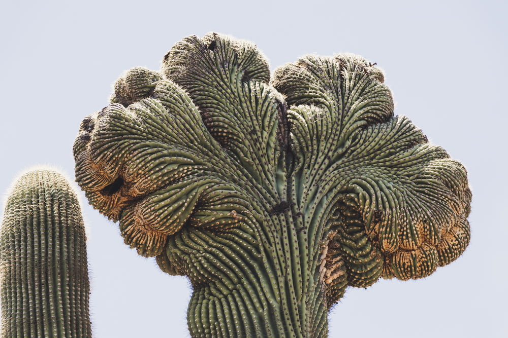 green and brown cactus
