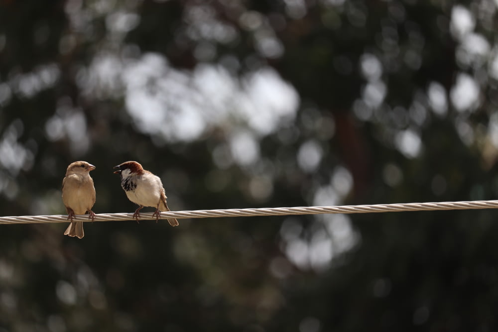 tilt shift focus photography of two brown birds perched on rope