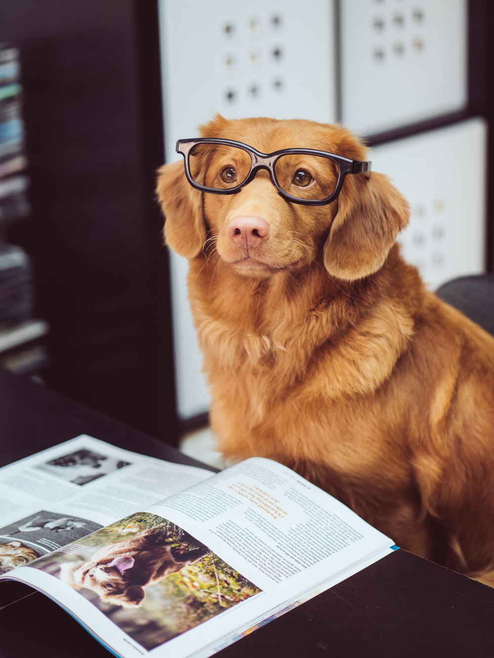cão sentado na frente do livro