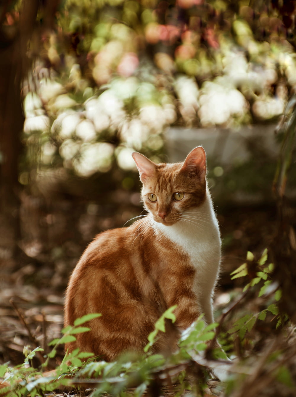 orange and white tabby cat on green grass during daytime