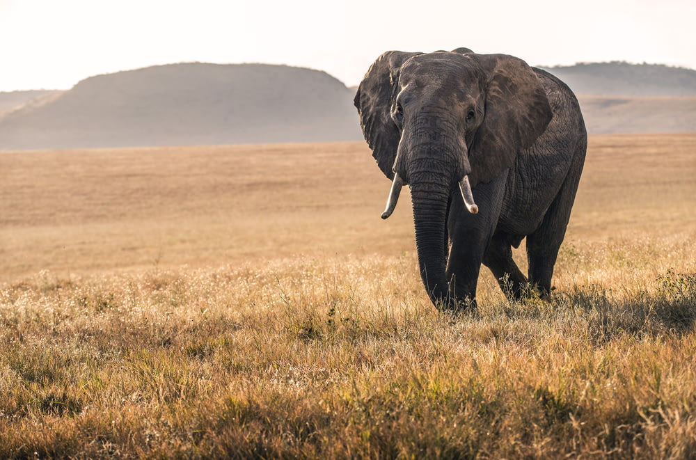 elephant on grass during daytime