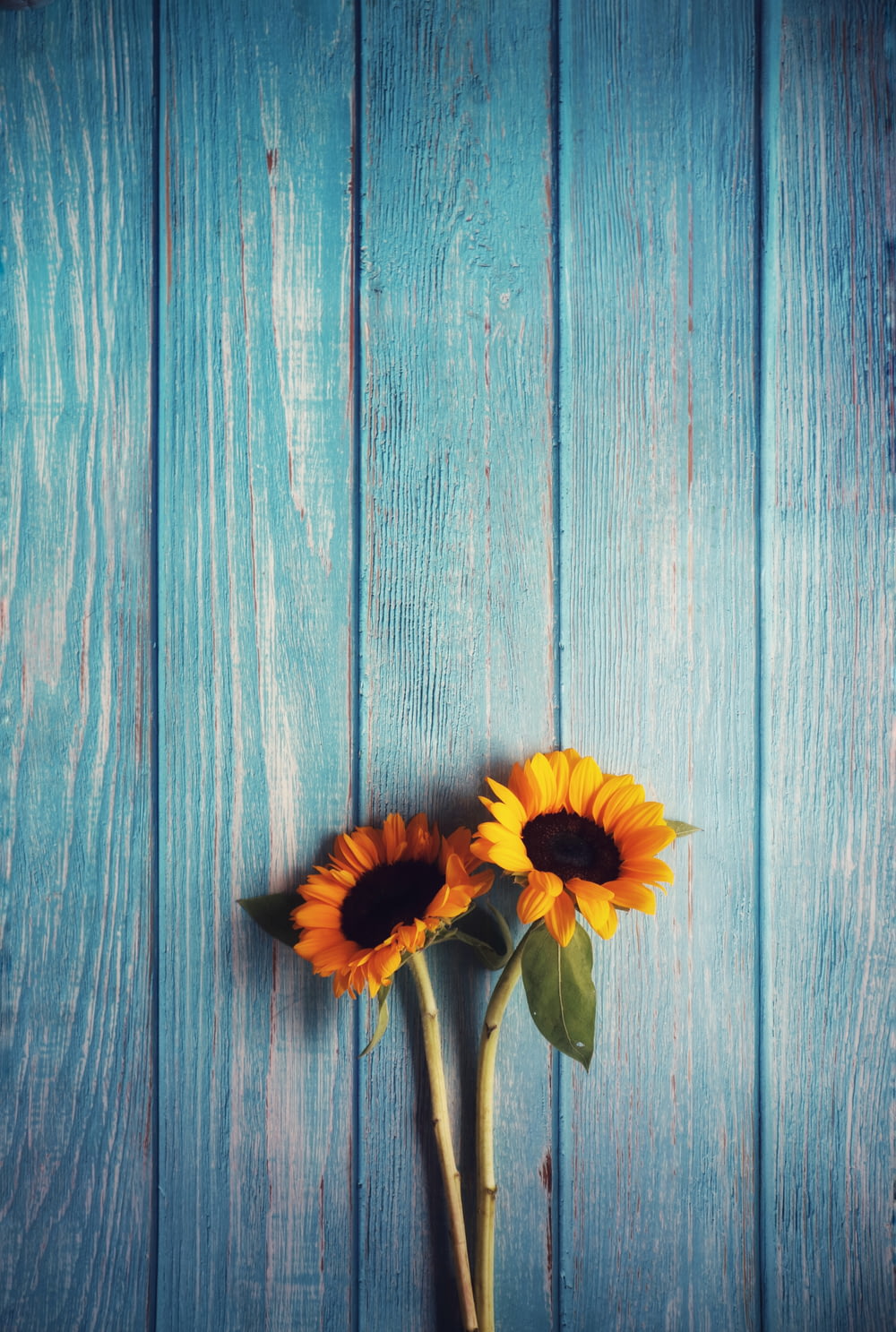 two yellow sunflowers on gray wooden surface