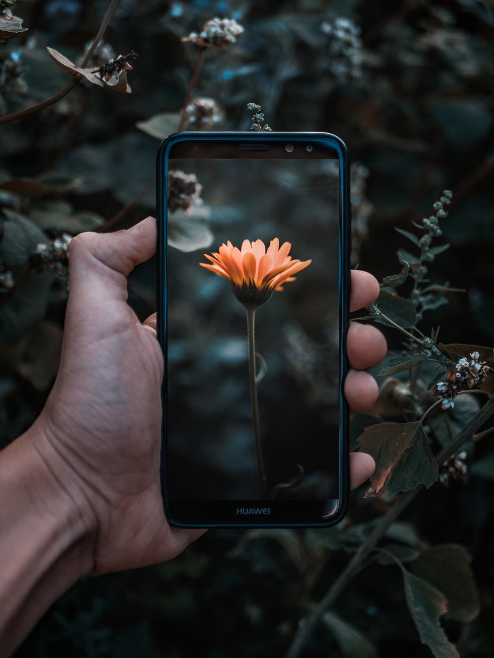 pessoa segurando smartphone exibindo flor margarida laranja