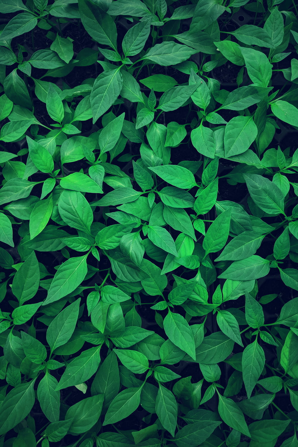 Photographie en gros plan d’une plante à feuilles vertes