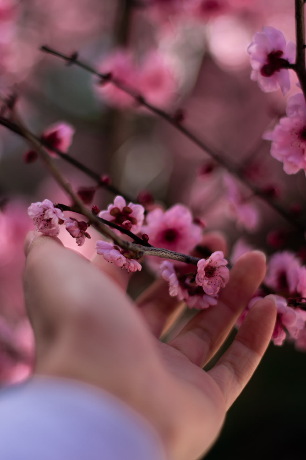 ピンクの桜の花を持っている人