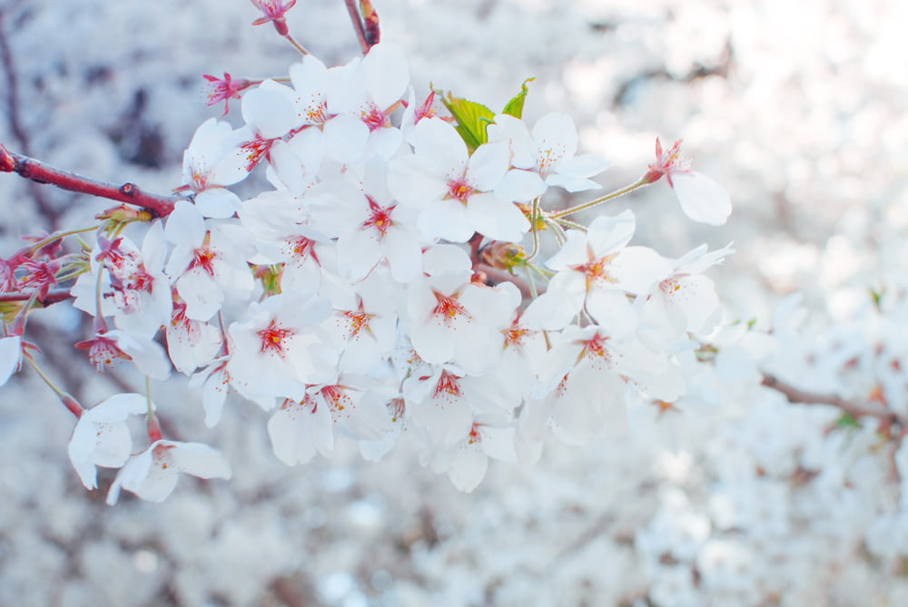 selective focus photography of white flowers in bloom