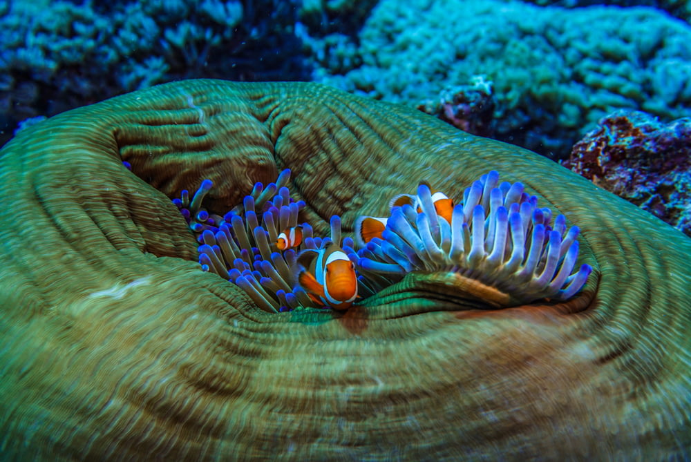 Foto de anémona de mar azul y pez payaso
