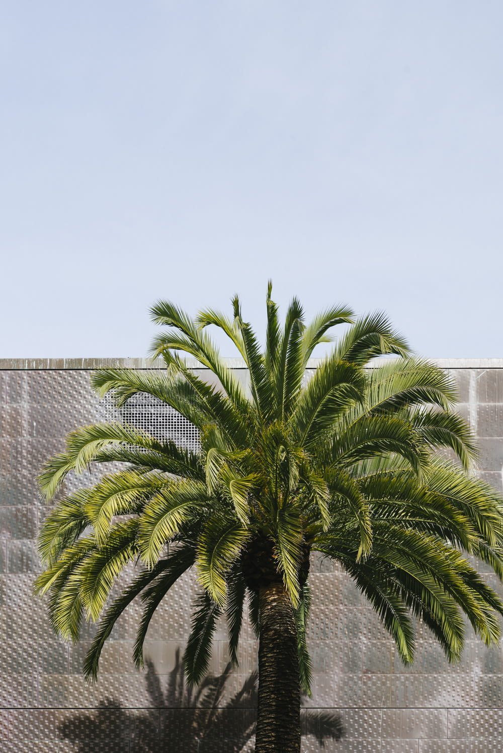 green palm tree beside brown wall at daytime