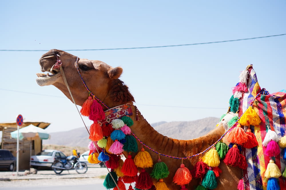 closeup photography of camel near motorcycle