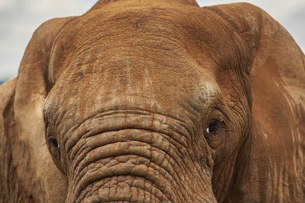 closeup photo of brown elephant