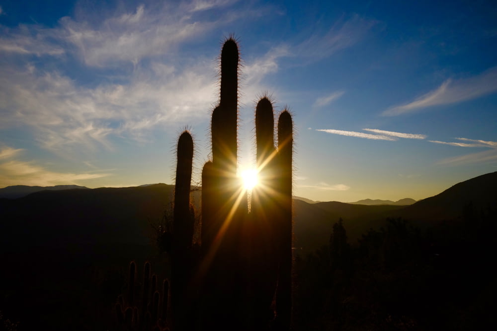 rayon de soleil à travers le cactus