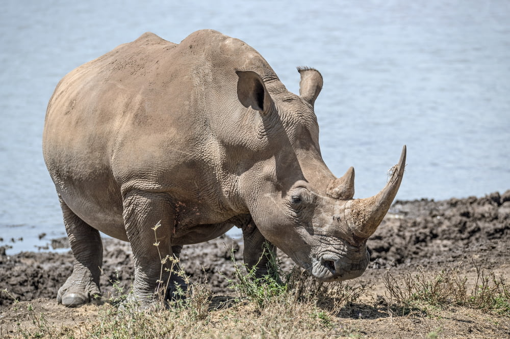 rinoceronte vicino allo specchio d'acqua