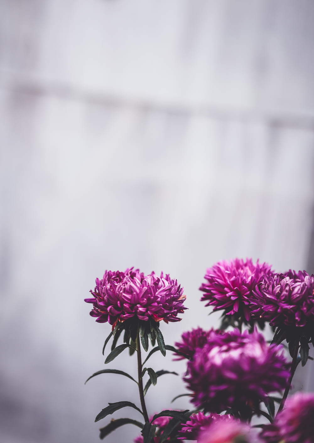 fiori petali viola primo piano photographt