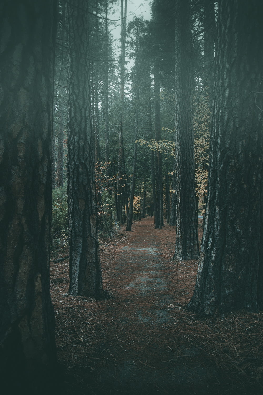 a path in the middle of a forest surrounded by tall trees