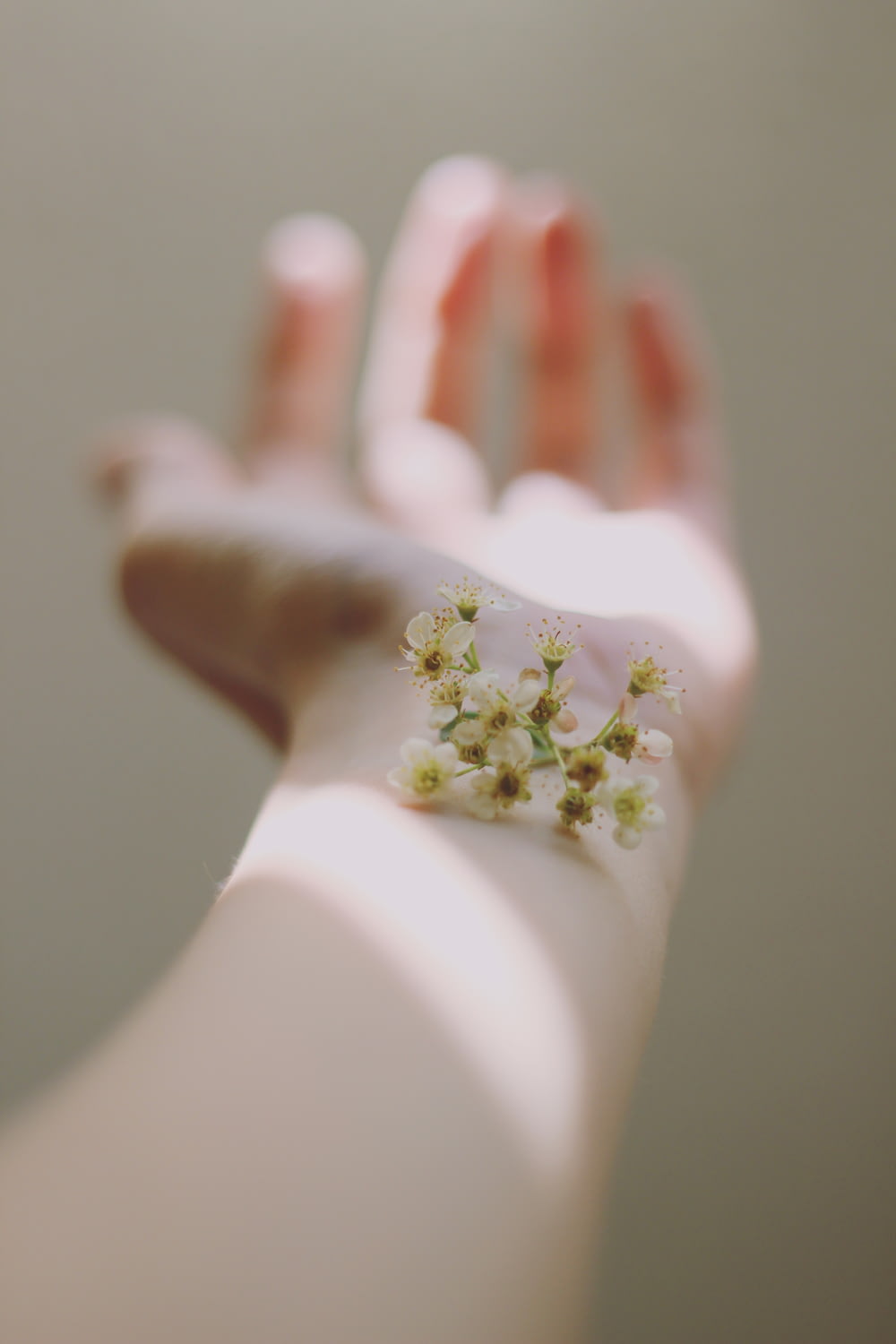 Selektive Fokusfotografie von weißen, büschelförmigen Blüten auf der linken menschlichen Hand