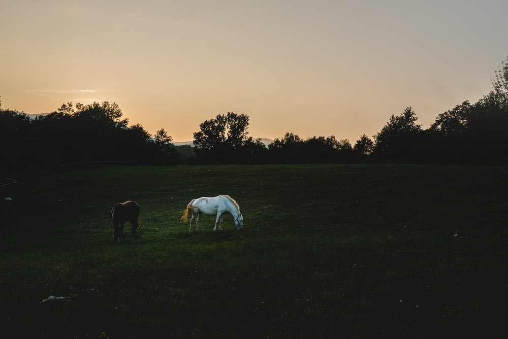 two white and brown horses on green grass open field