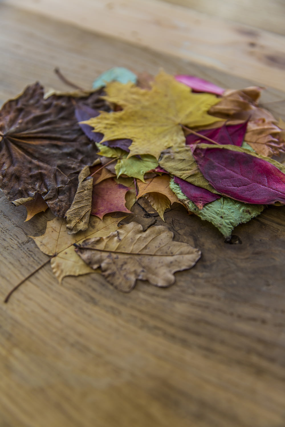 assorted-color leaves on brown surface