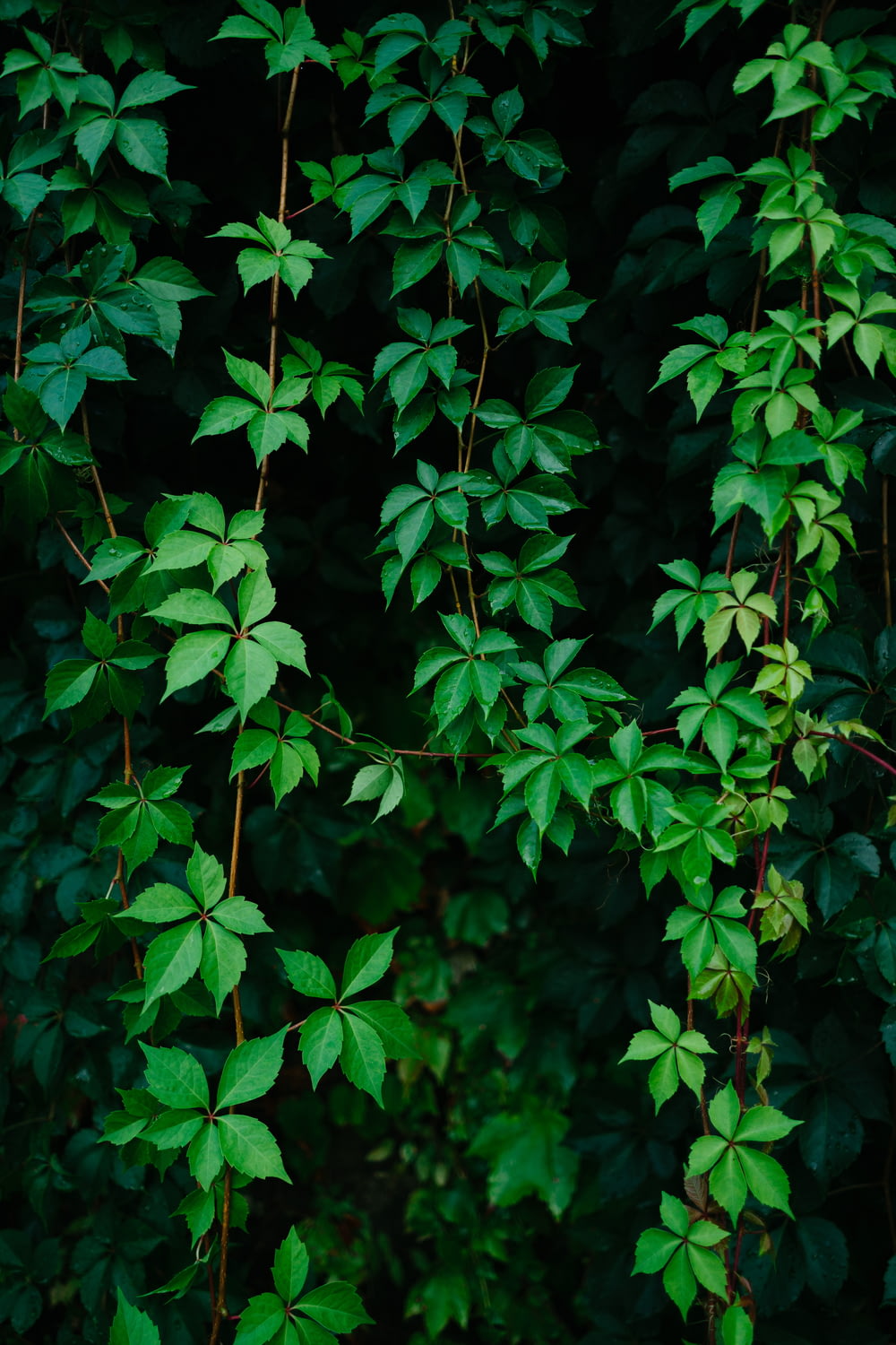 녹색 잎이 달린 덩굴 식물