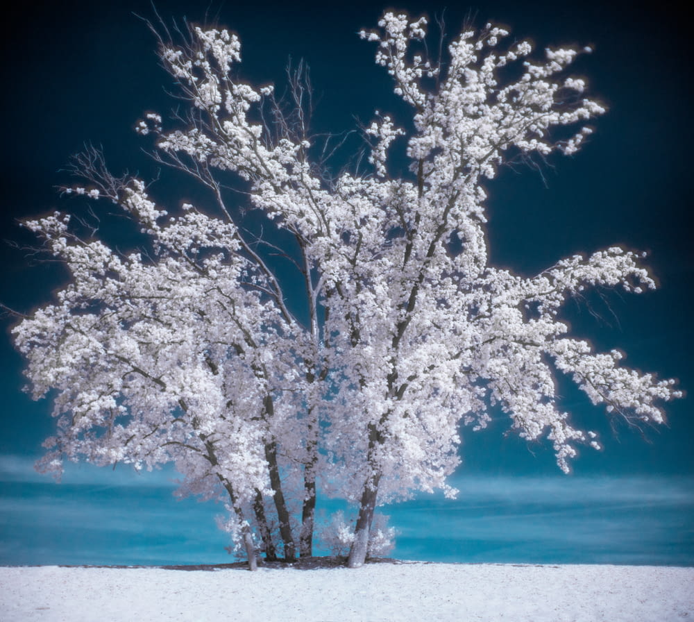 photography of snow coated tree