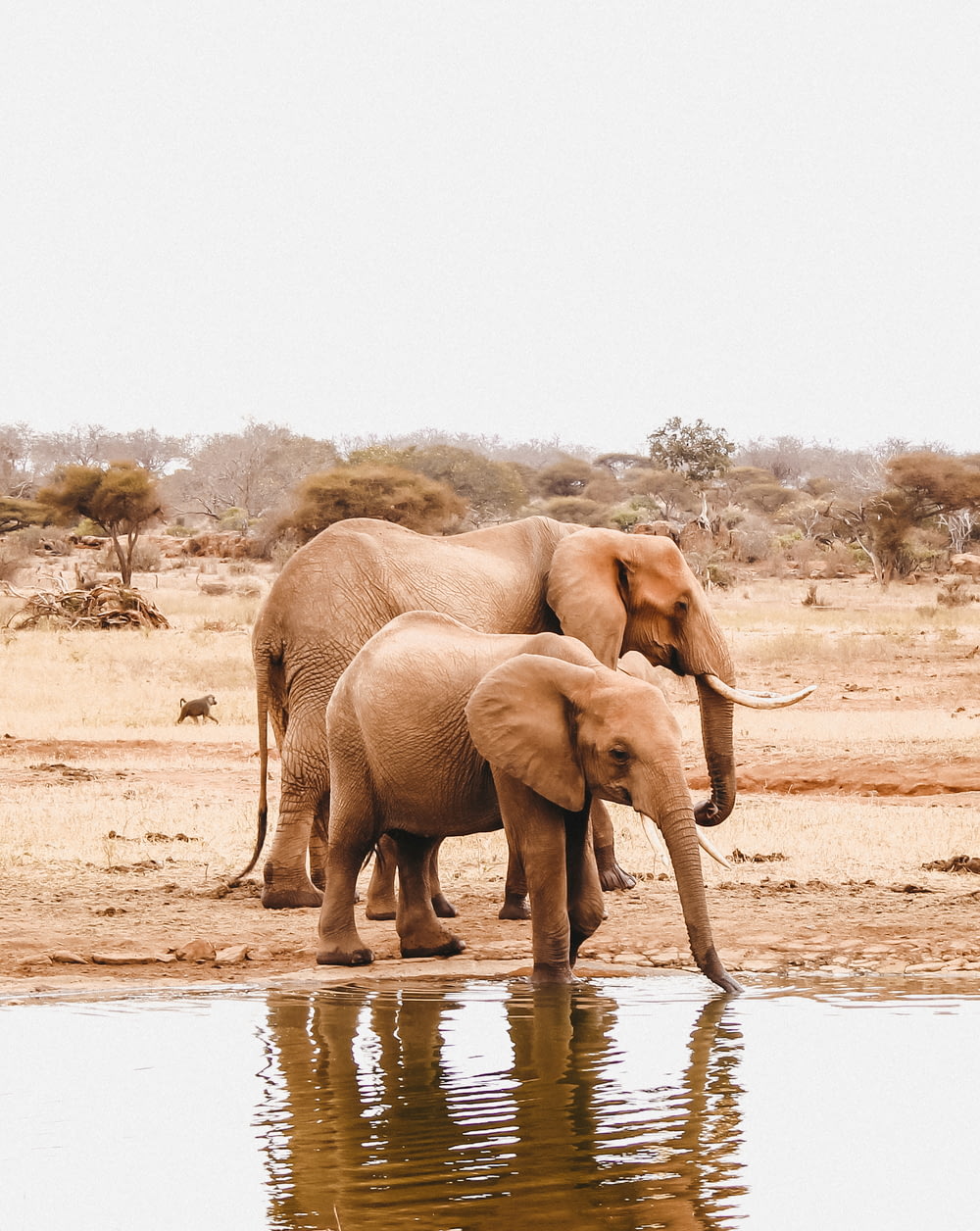two elephants beside body of water
