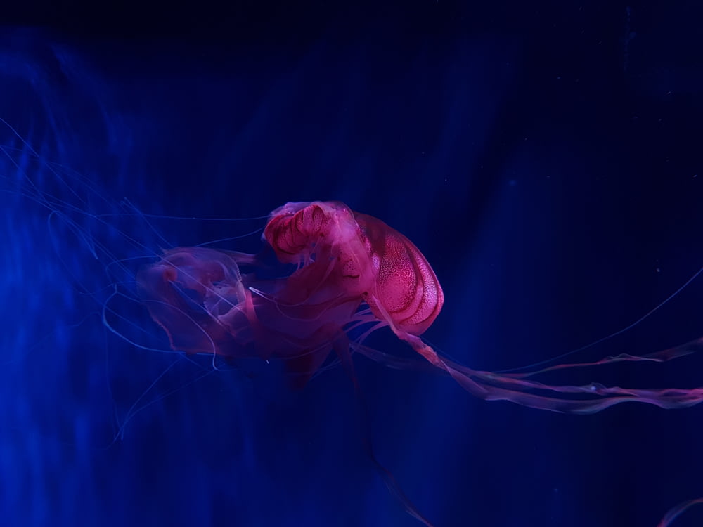 photo sous-marine de méduse
