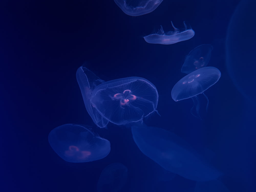 groupe de fond d’écran de méduse