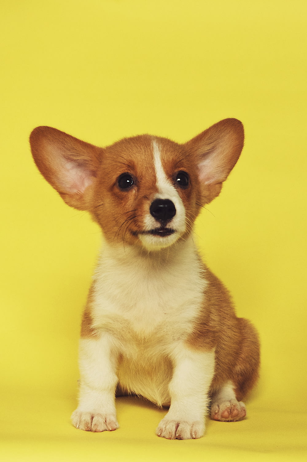 short-coated white and brown puppy sitting on yellow surface