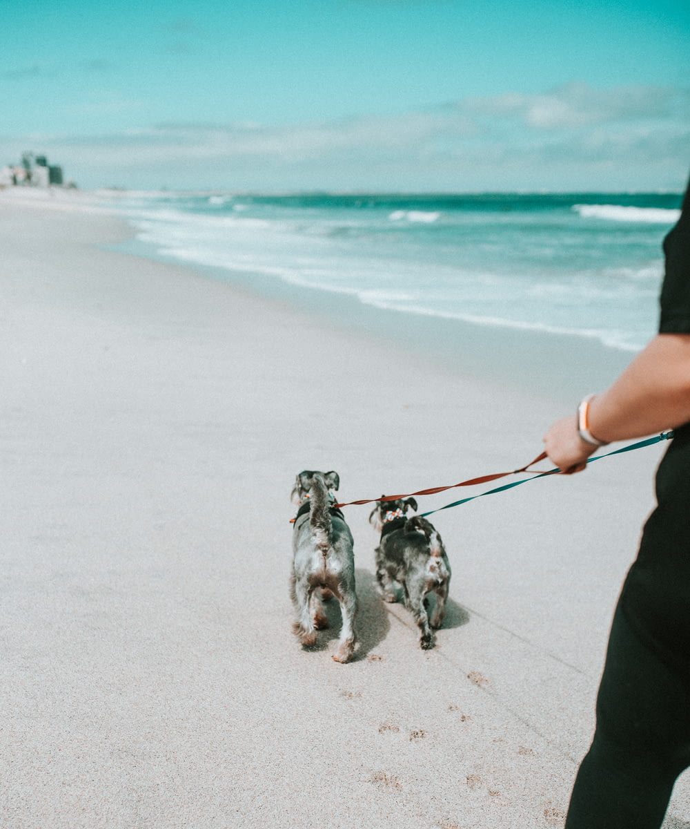 a man walking two dogs on a beach