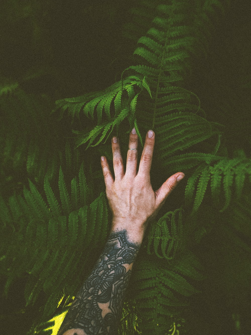 person holding green fern