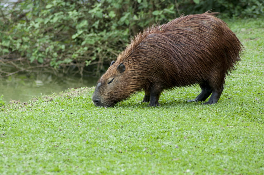 beaver eating grass