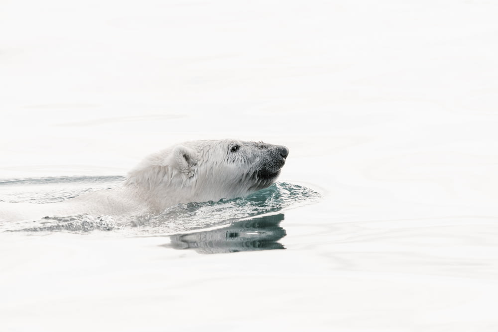 white polar bear swimming in water