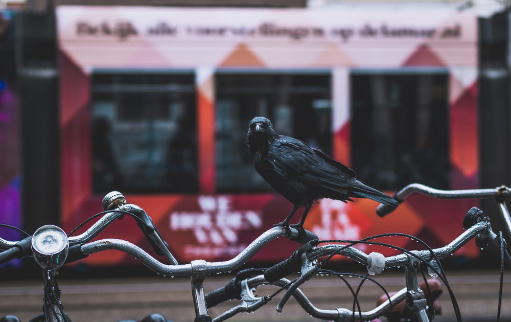 black crow on bicycle