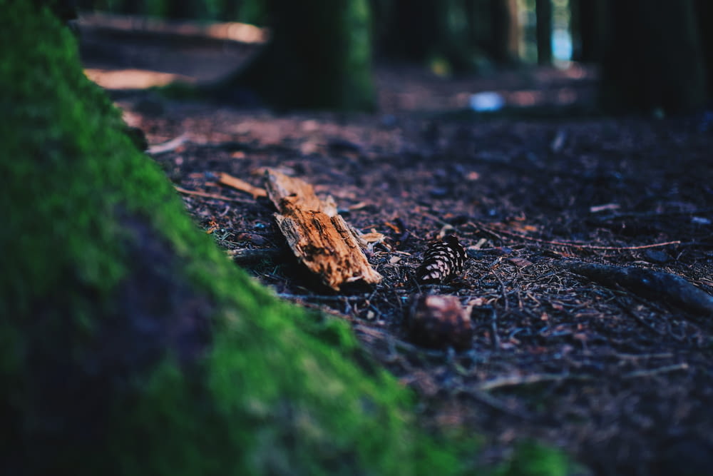 a wooden log sitting in the middle of a forest