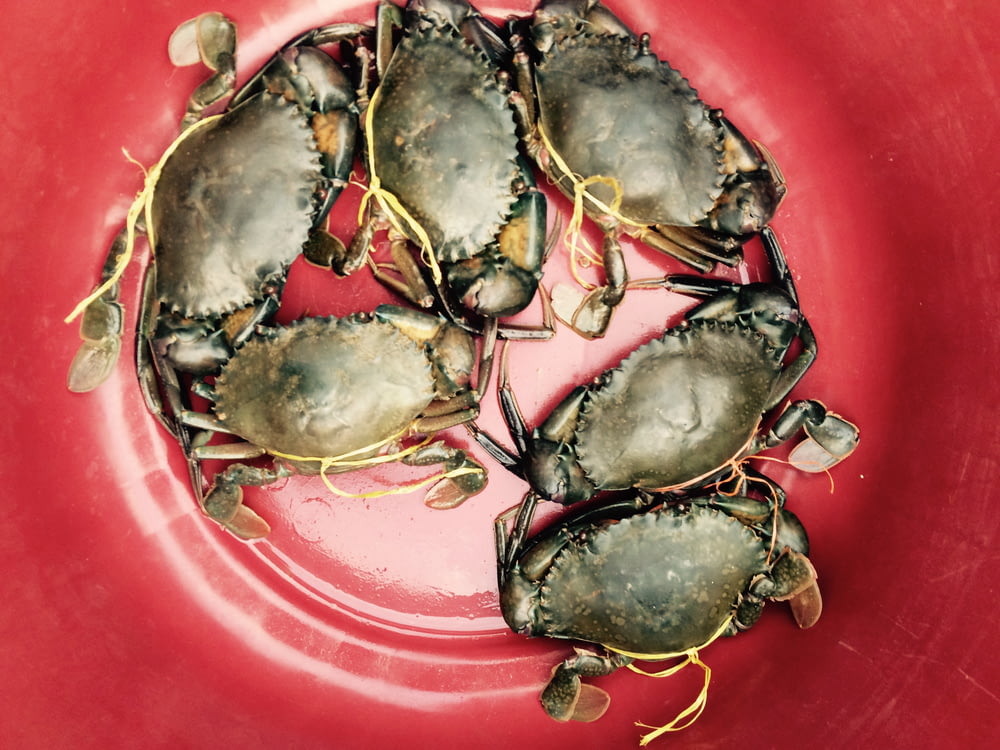 six crabs in bucket