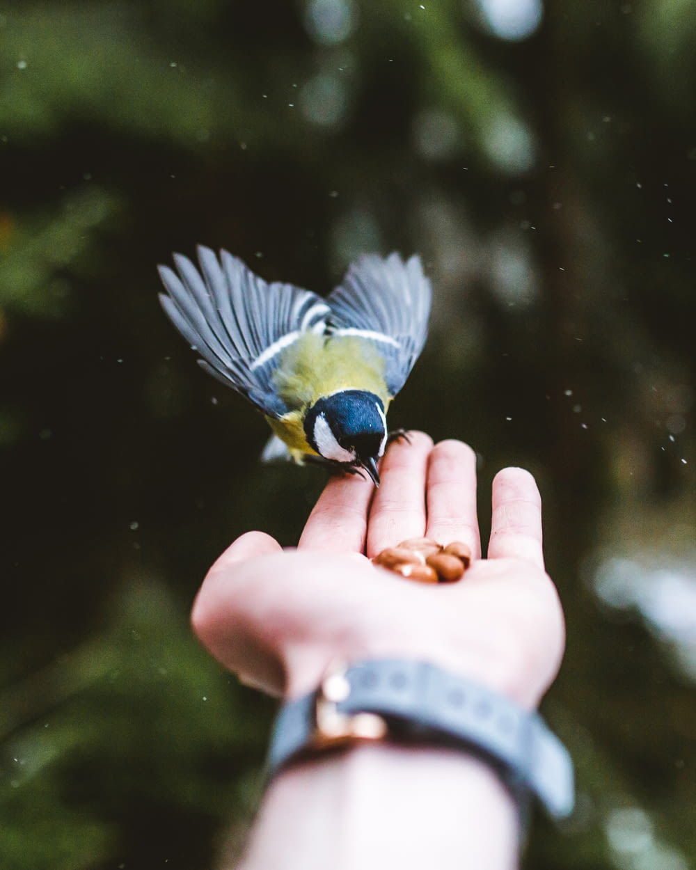 person holding green, blue, and green bird