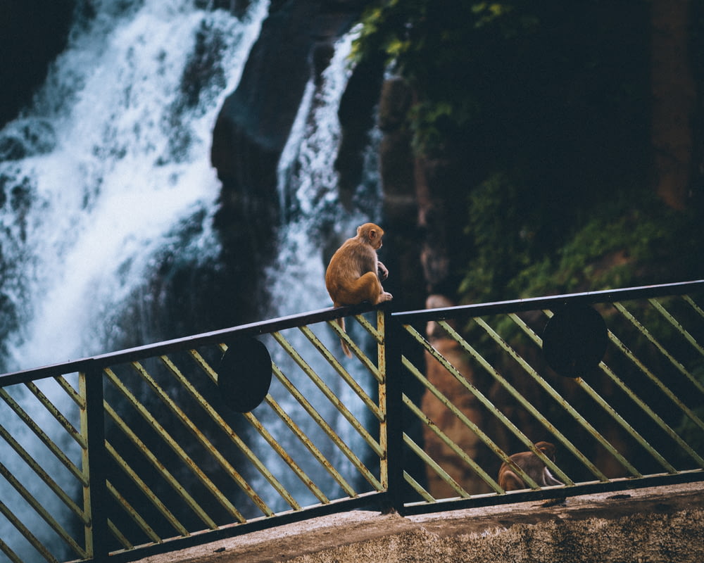 brown monkey sitting beside waterfalls