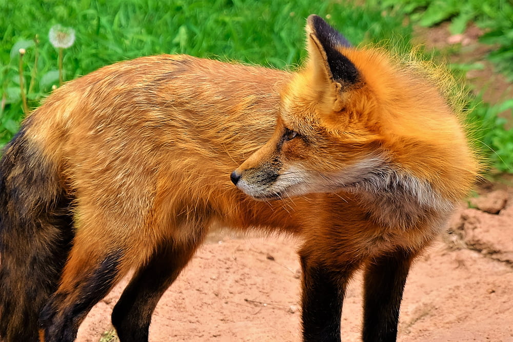 close photo of brown fox near grass field