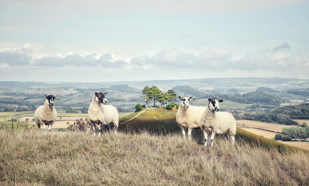 four white sheeps