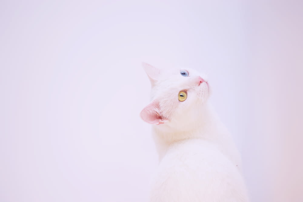 short-fur white cat beside white surface