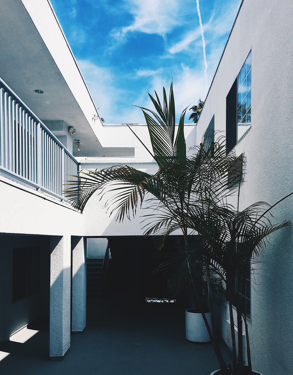 palm tree near concrete wall