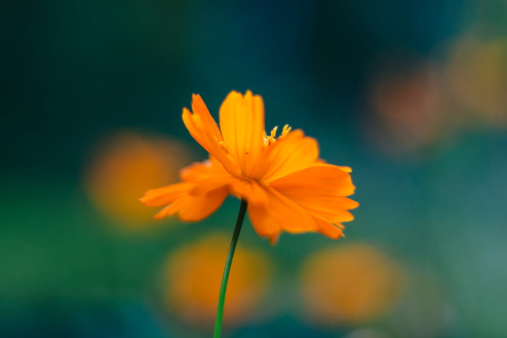 focus photography of orange petaled flower