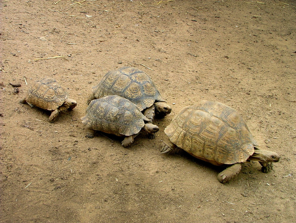 quattro tartarughe marroni su terreno marrone