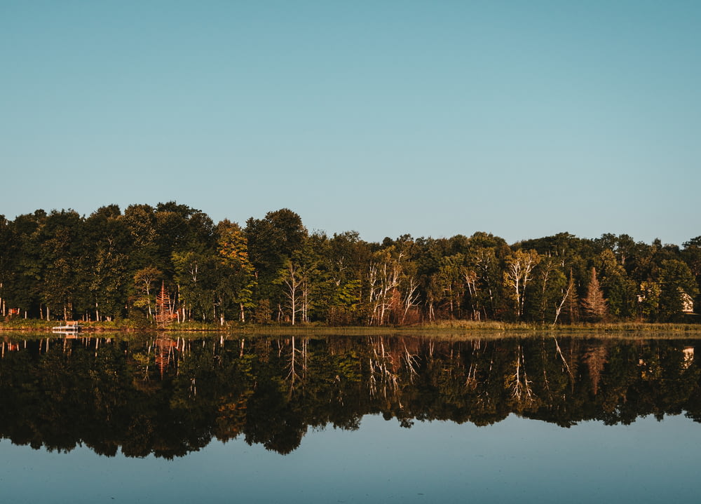 body of water beside trees during daytime