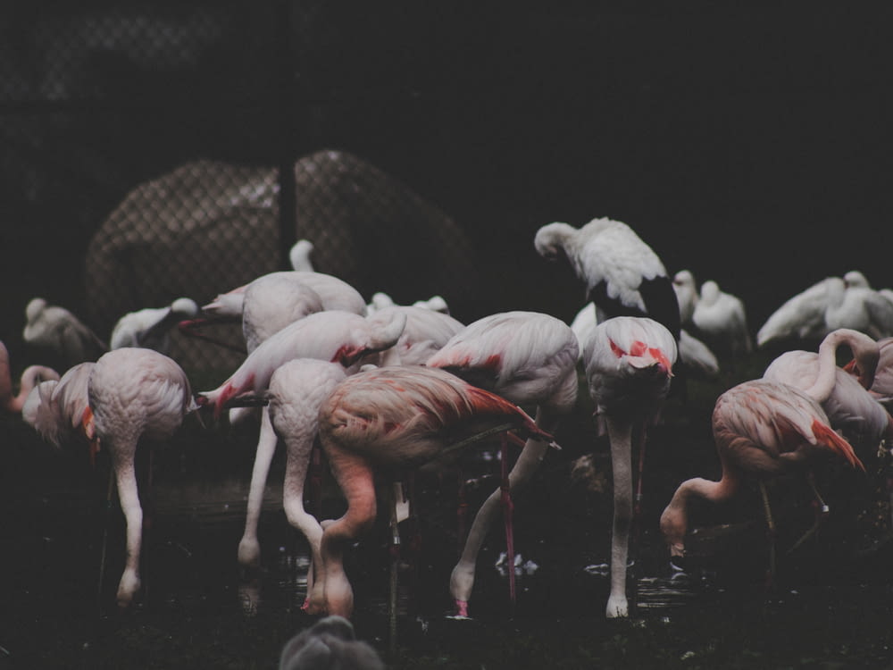 group of flamingos with black background