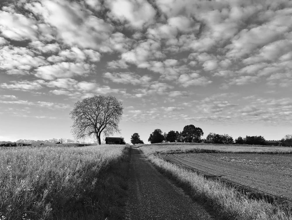 grayscale photo of tree and grass