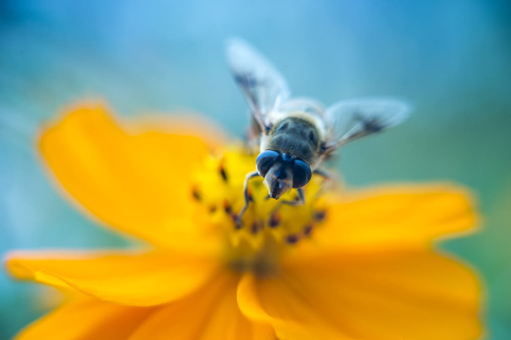 bee perched on flower