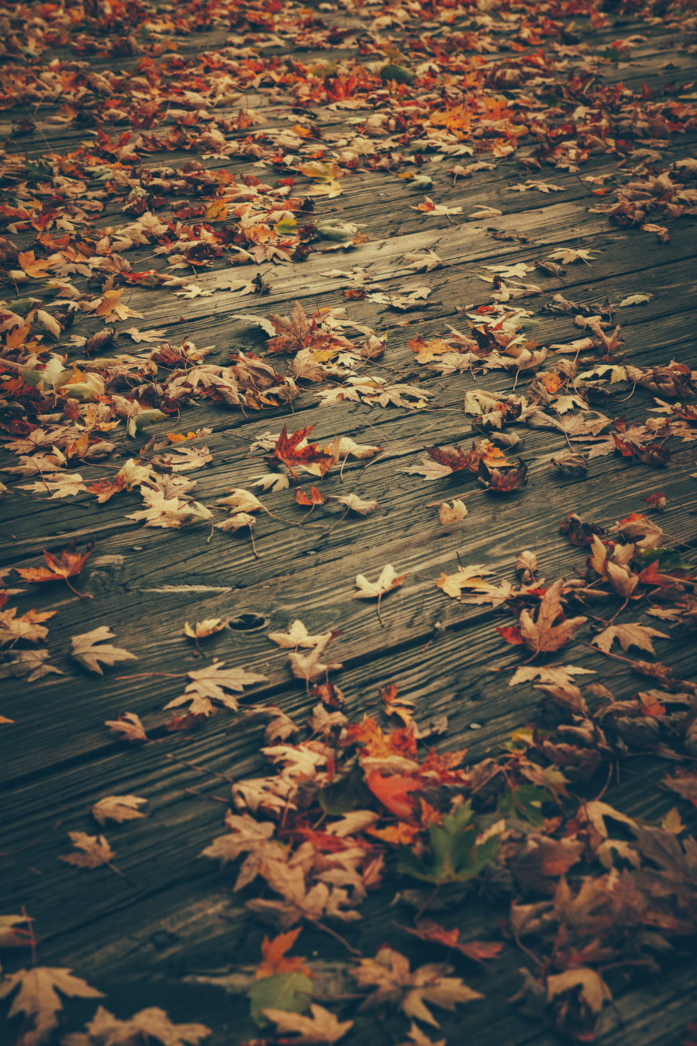 maple leaves on brown floor