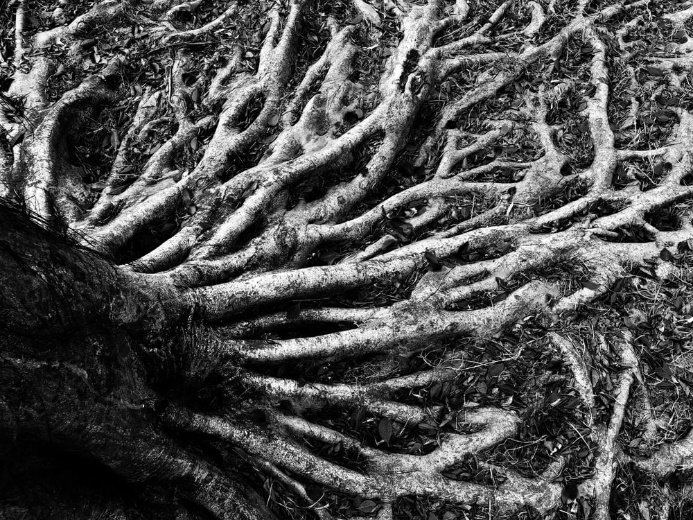 grayscale photo of tree roots