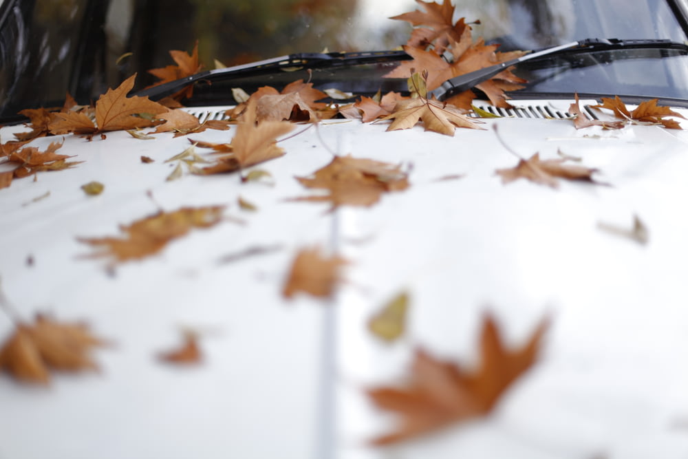 shallow focus photography of maple leaves on white car hood