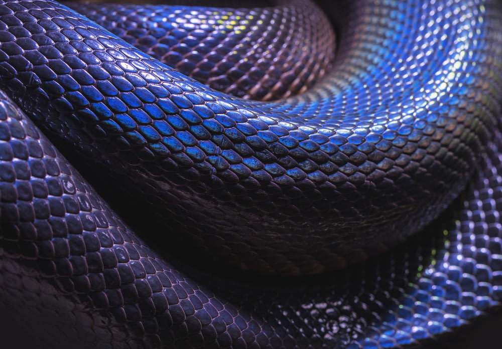 black snake closeup photo